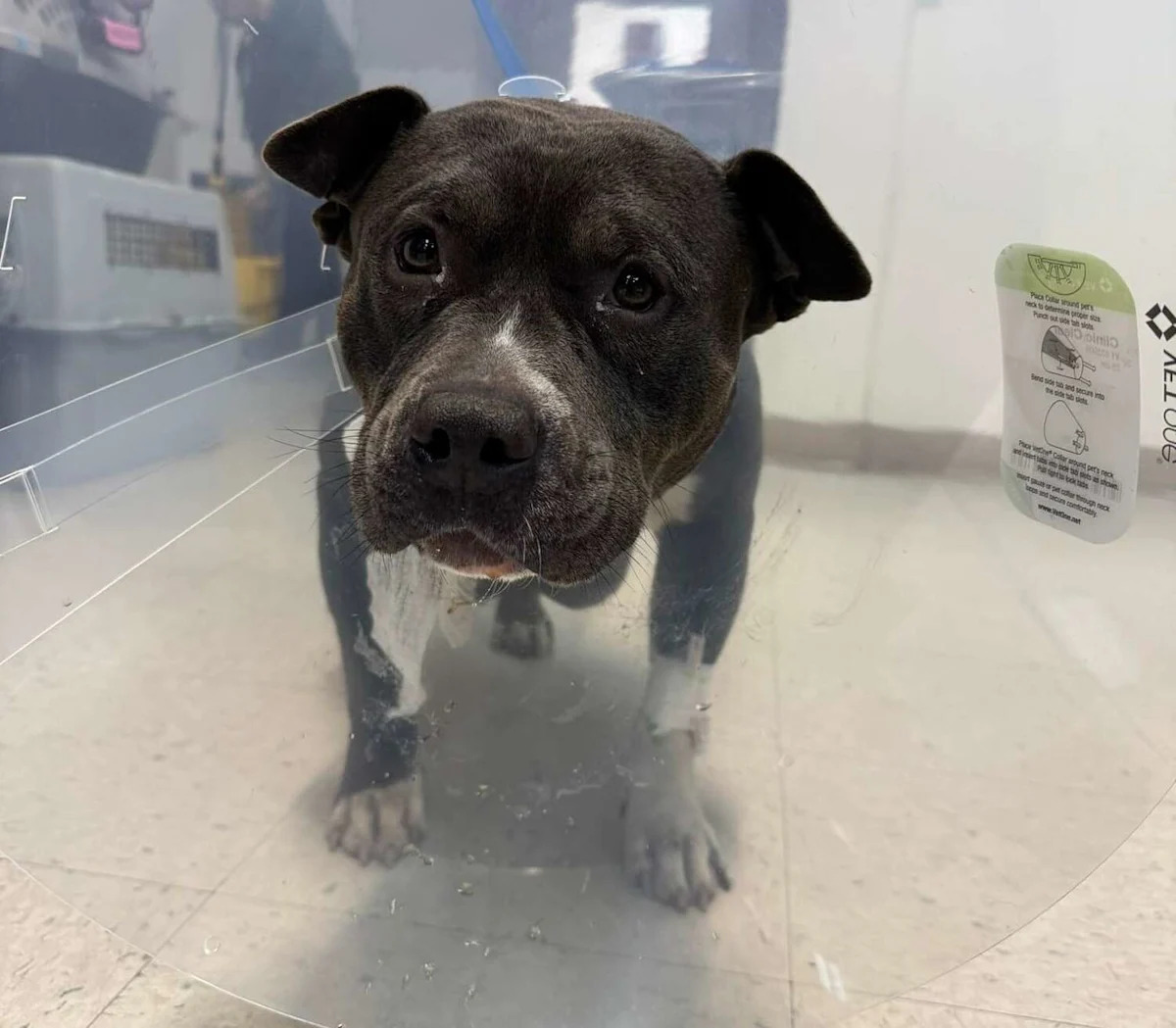 Dog found tied to pole in Waterbury while in labor loses puppies, rescue says Dog found tied to pole in Waterbury while in labor loses puppies, rescue says