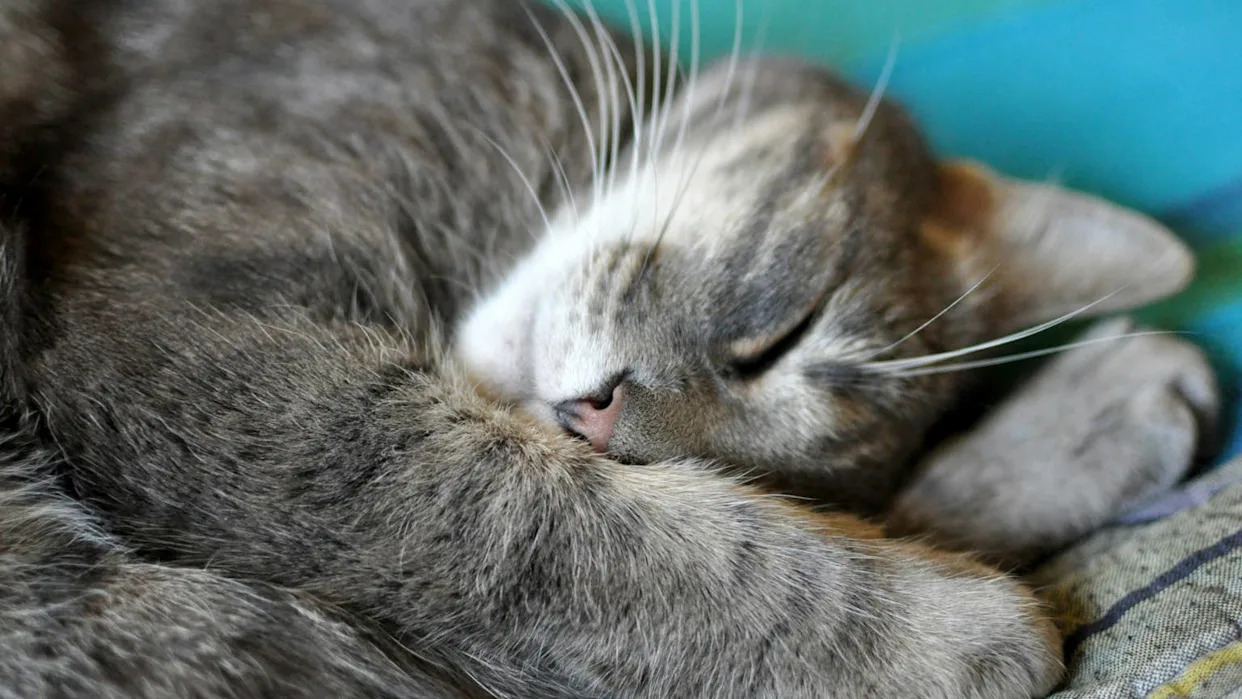 14-Year-Old Cat Returned to Shelter After Losing Her Human Is Heartbroken and Lonely 14-Year-Old Cat Returned to Shelter After Losing Her Human Is Heartbroken and Lonely