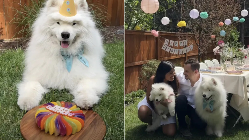 Dog Celebrates What Could Be His Last Birthday With Family & Friends Dog Celebrates What Could Be His Last Birthday With Family & Friends