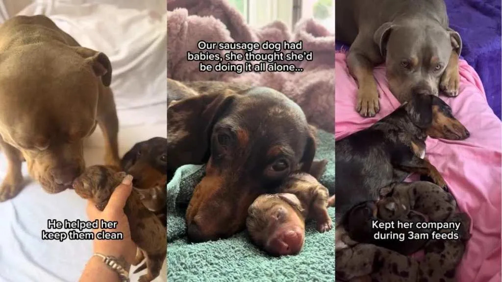 Video: Bully Steps in as Dad to Dachshund’s Newborn Babies Video: Bully Steps in as Dad to Dachshund’s Newborn Babies