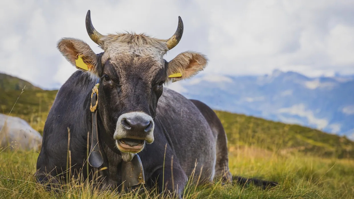 Sweet Cow Won’t Stop Pouting Until She Gets Her ‘Goodnight Kiss’ From Dad Sweet Cow Won’t Stop Pouting Until She Gets Her ‘Goodnight Kiss’ From Dad