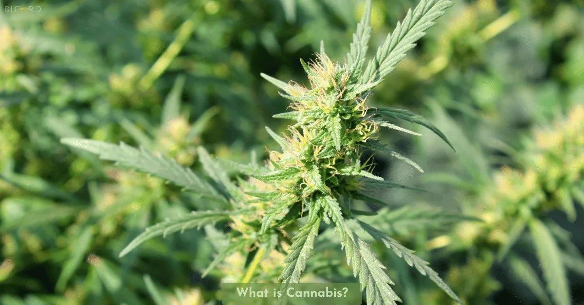 What Is Cannabis: History, Benefits, and Modern Uses What Is Cannabis: History, Benefits, and Modern Uses
