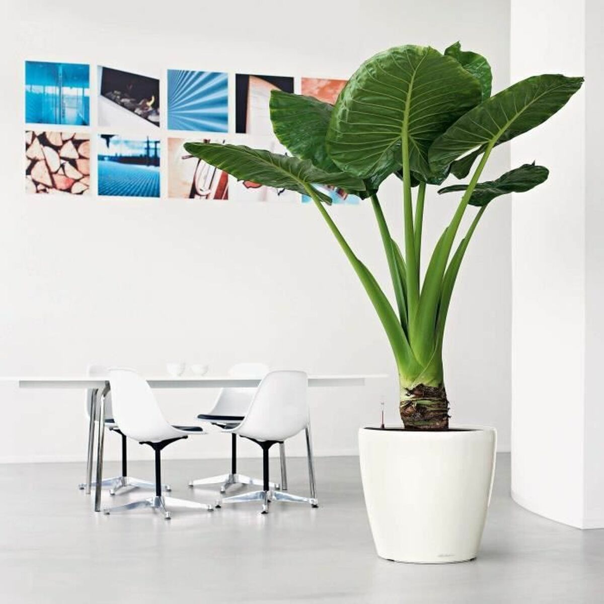 Self-watering flowerpot Lechuza White  49,5 x 46,5 cm Plastic