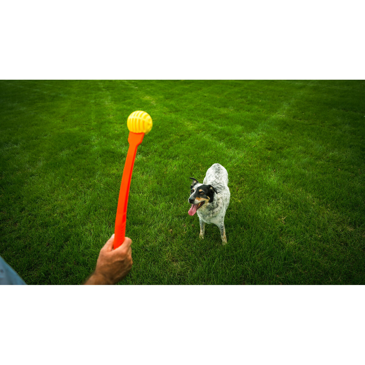 Ball Launcher for Dogs Hunter Yellow Orange Rubber Ball