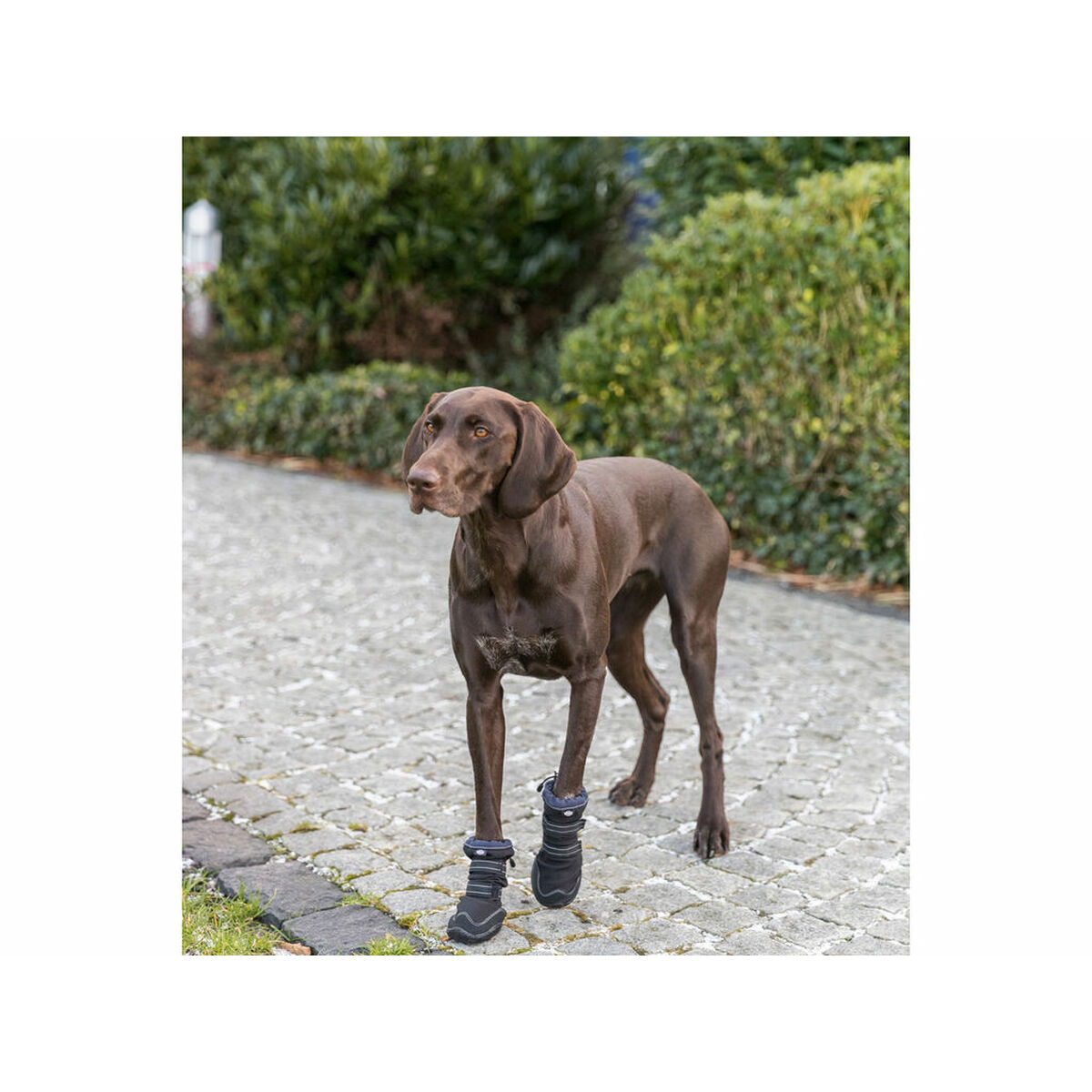 Leg protection walker Trixie Black M