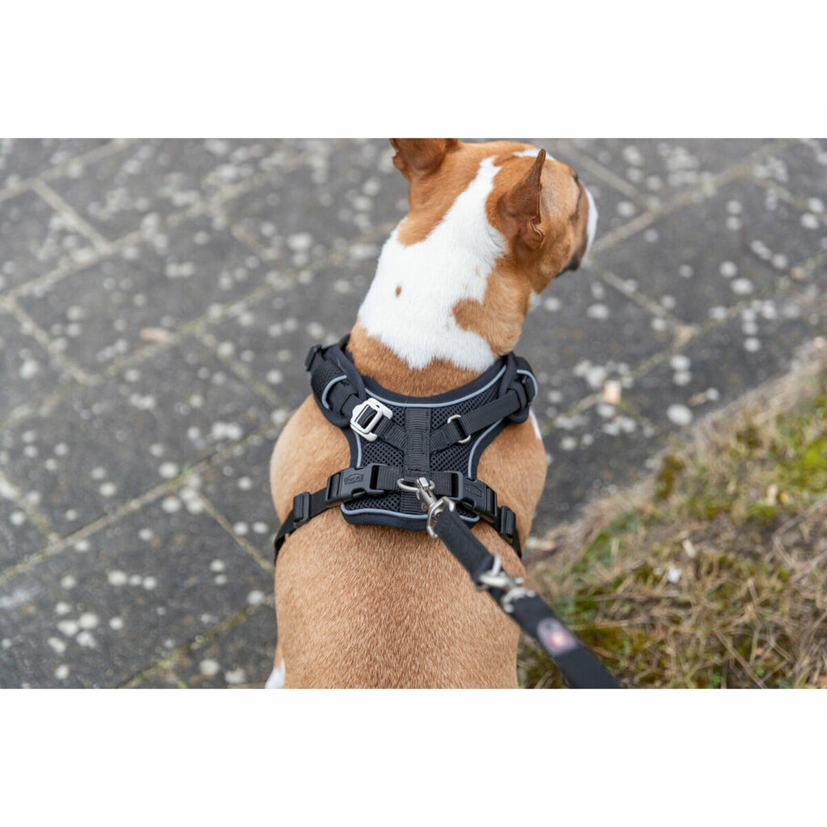 Dog Harness Trixie Premium FlexMesh Black S-M