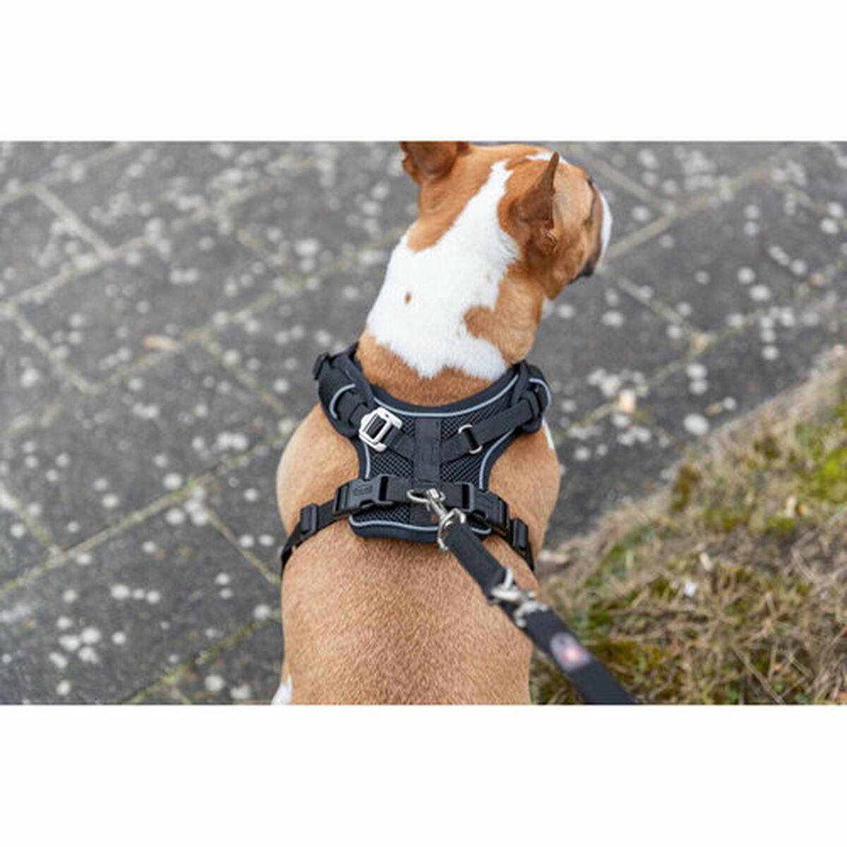 Dog Harness Trixie Premium FlexMesh Black S-M
