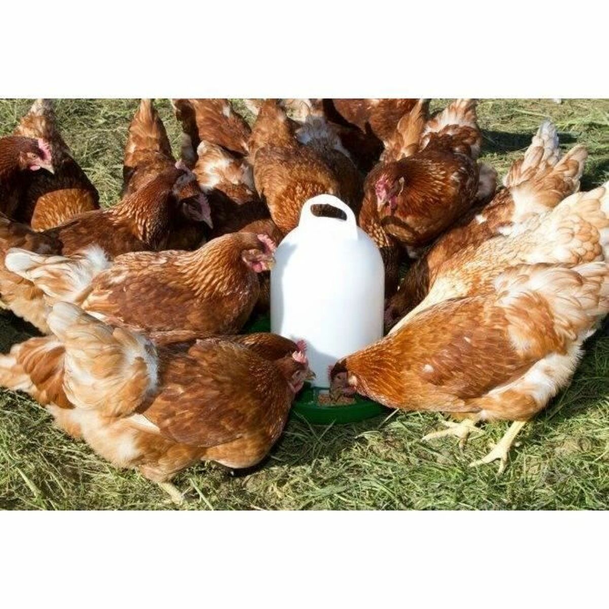 Automatic feeder Kerbl White Plastic