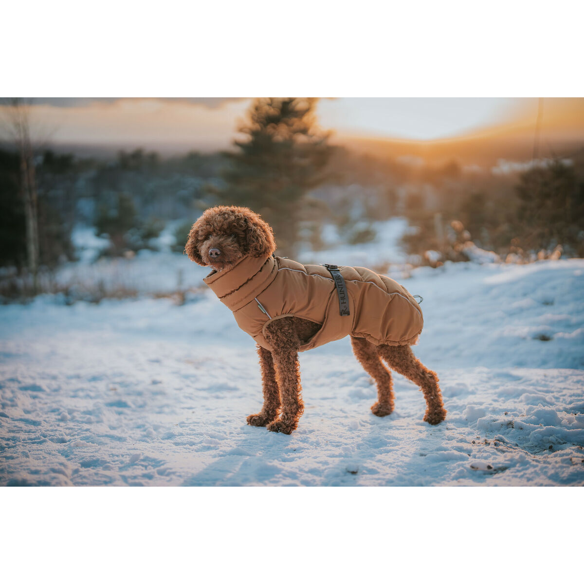 Pet’s clothing Hunter PAXSON Brown Polyester