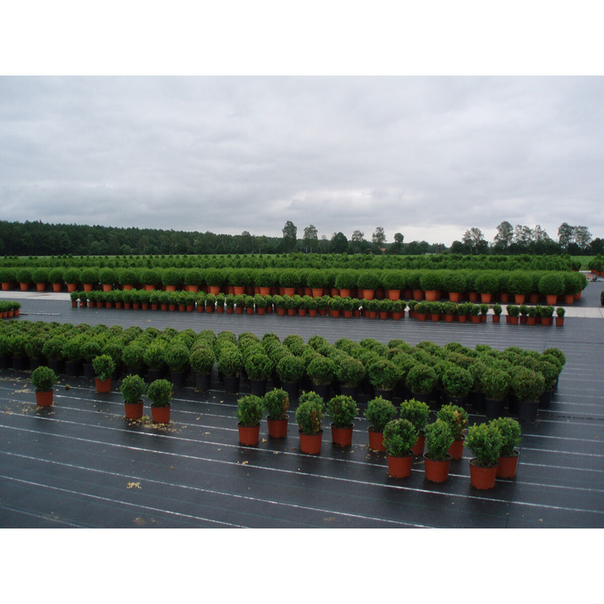 Concealment Mesh Faura Green