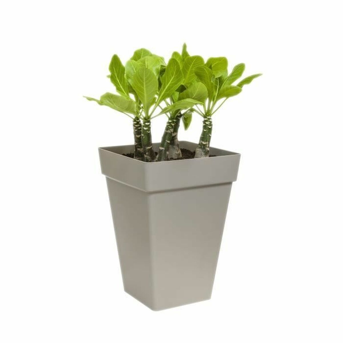 Plant pot Elho Ã 29,5 cm Anthracite polypropylene Plastic Squared