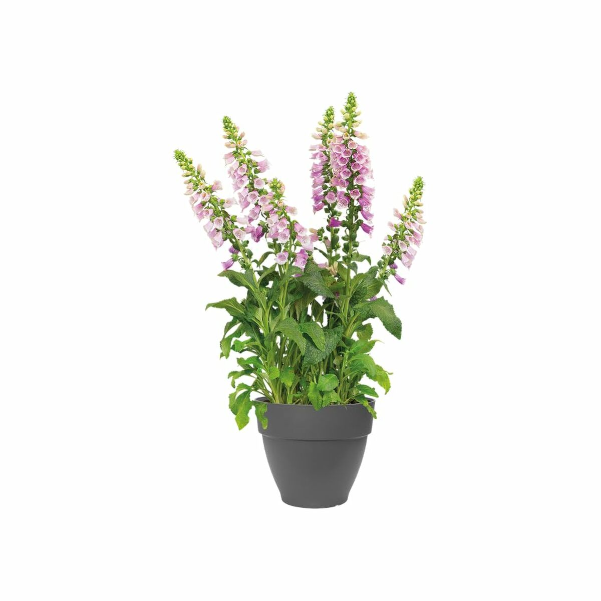 Plant pot Elho Plastic Circular