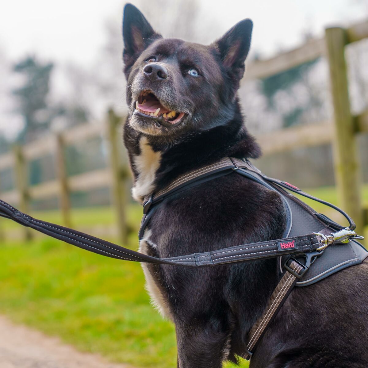 Training lead Company of Animals HALTI BRIG SAFETY Black