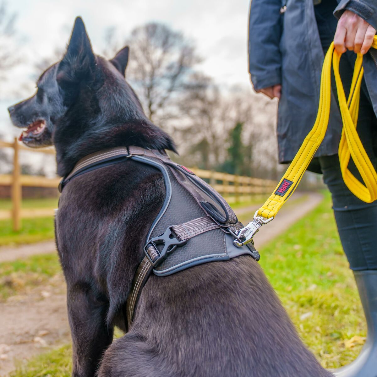 Dog Harness Company of Animals L