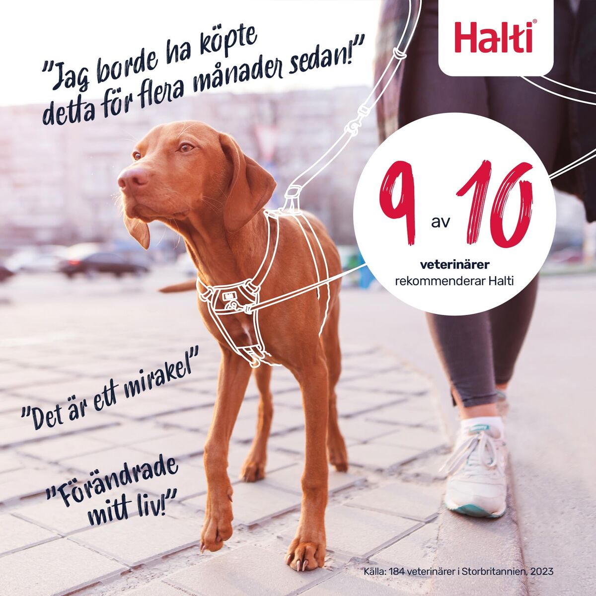 Dog Harness Company of Animals Blue 20