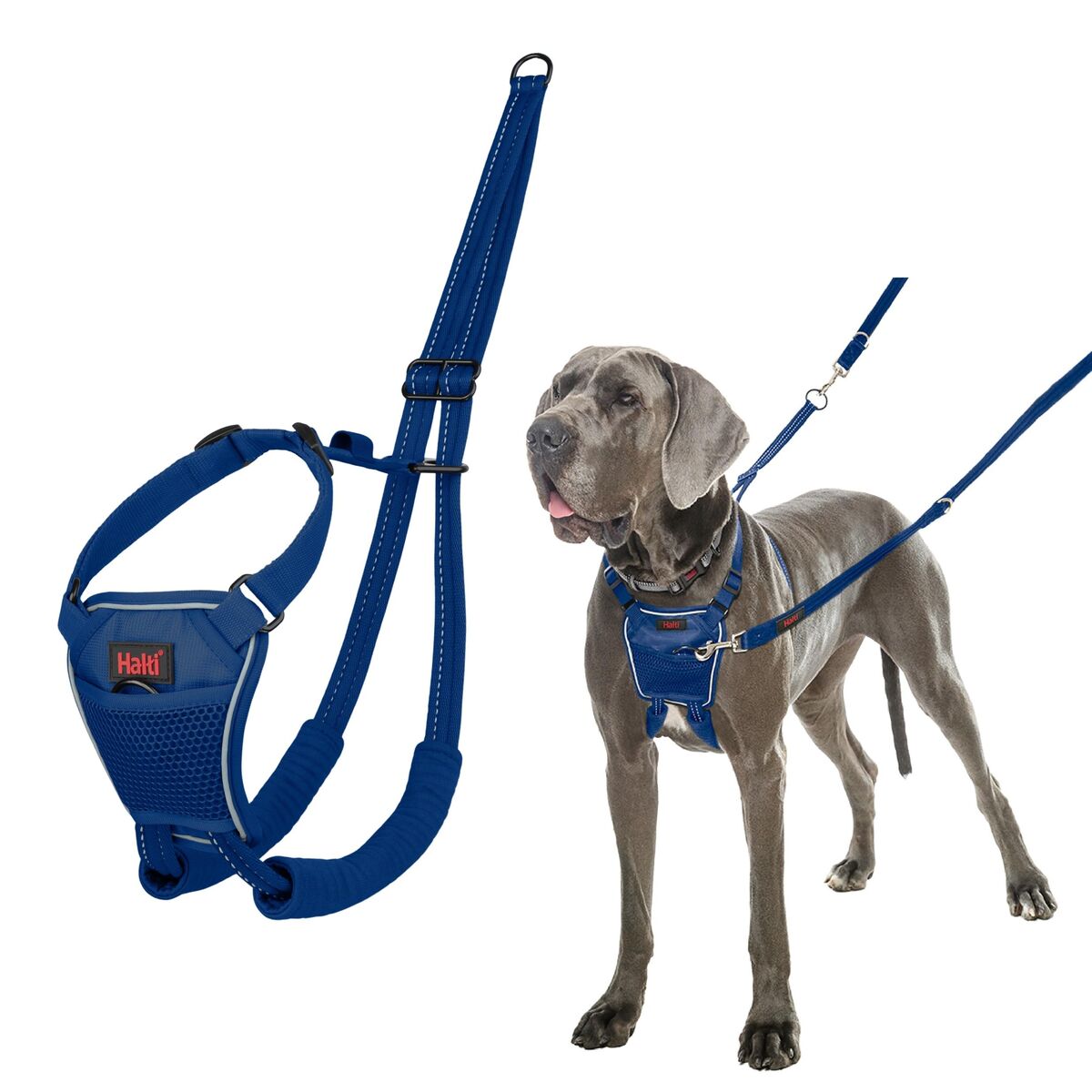 Dog Harness Company of Animals Blue L Dog Harness Company of Animals Blue L