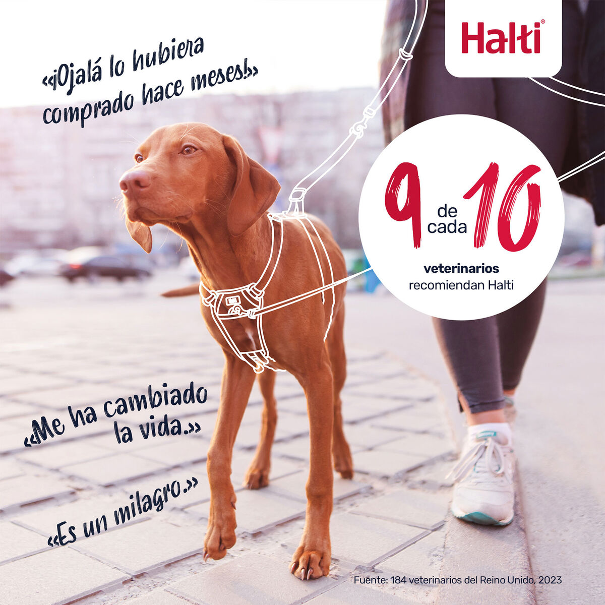 Dog Harness Company of Animals Orange 12