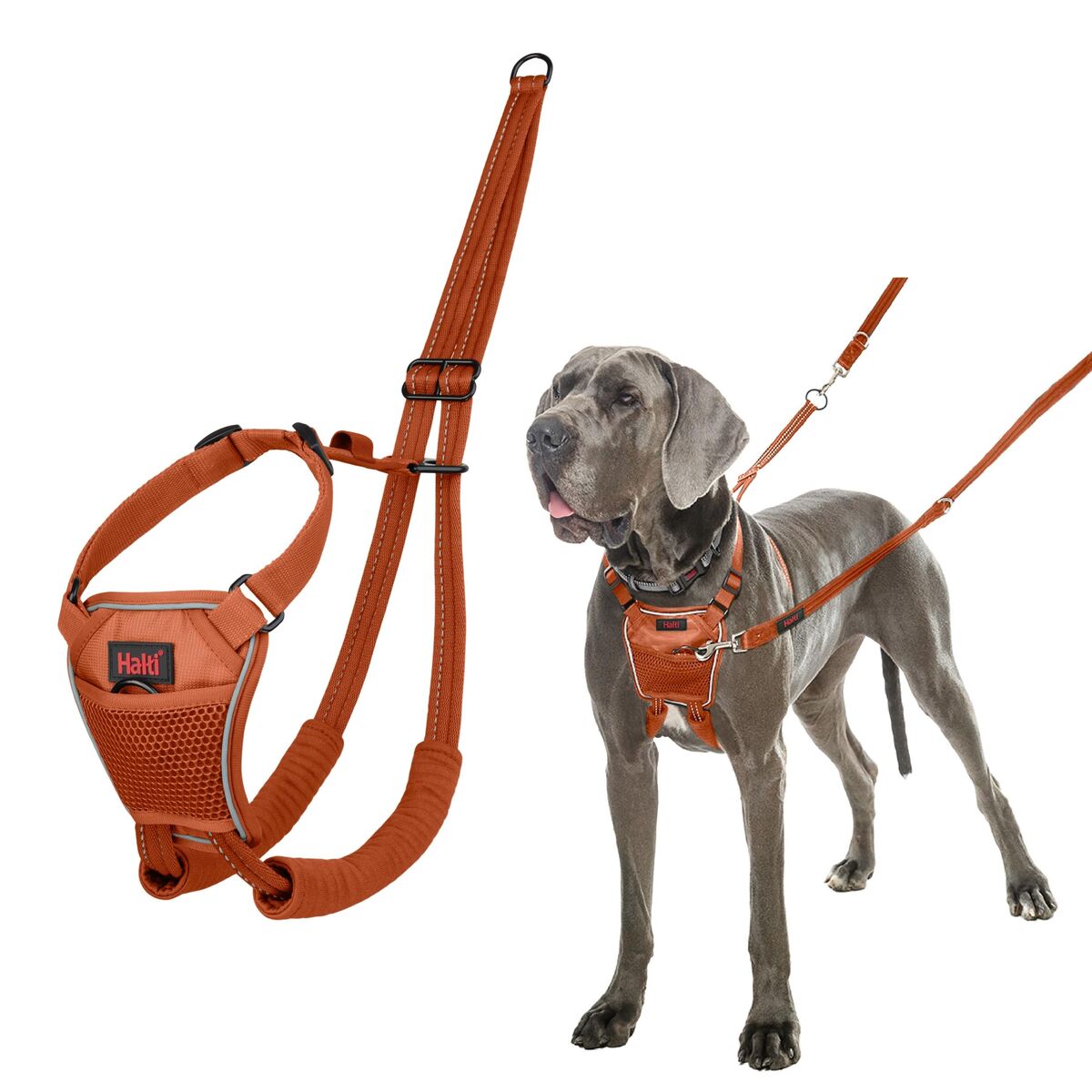 Dog Harness Company of Animals Orange L