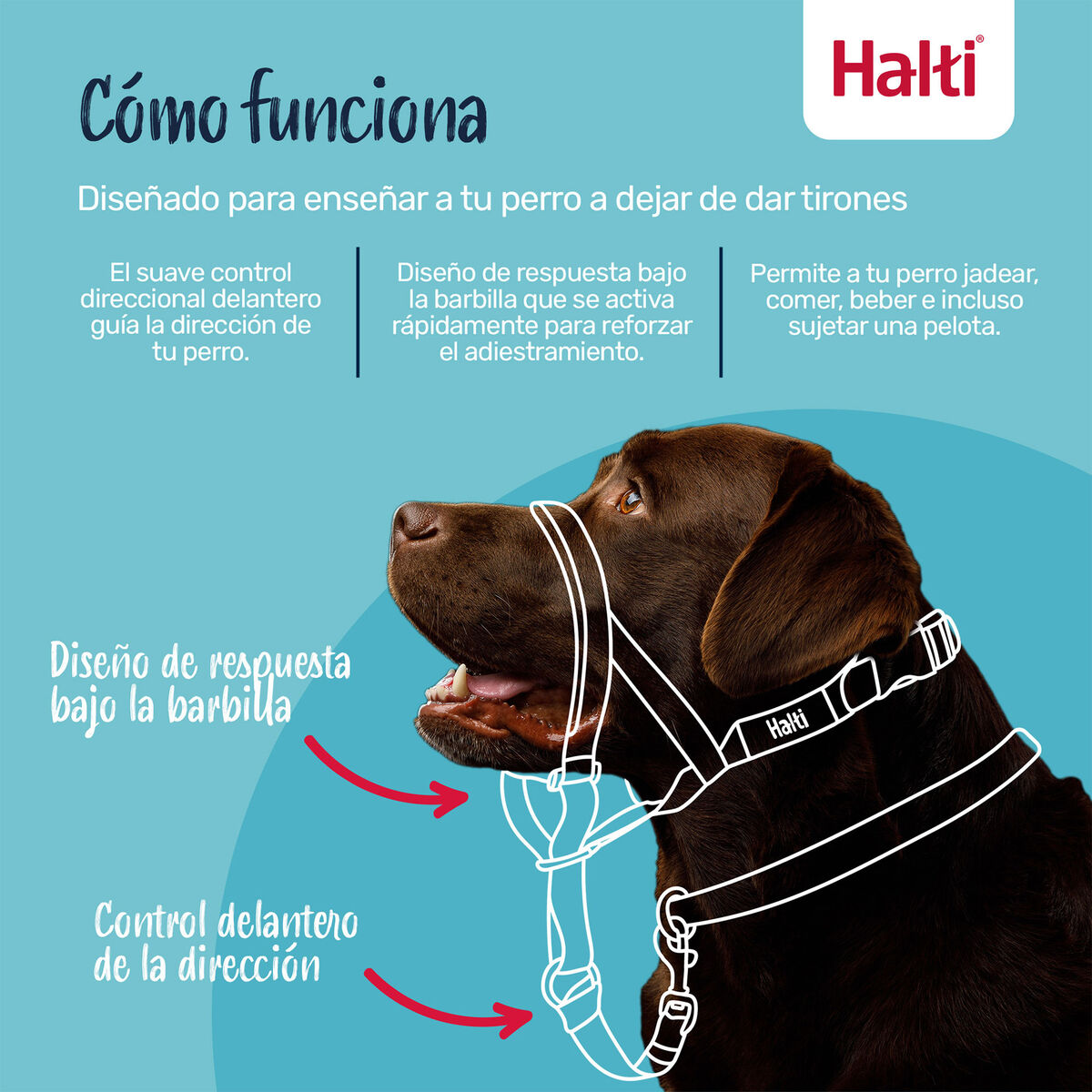 Dog Harness Company of Animals Blue Size 1