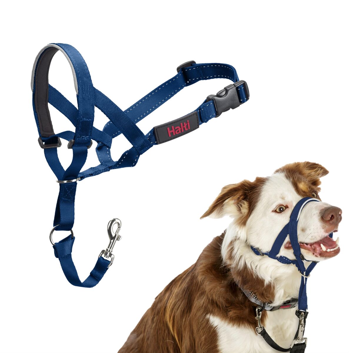 Dog Harness Company of Animals Blue 2 Dog Harness Company of Animals Blue 2