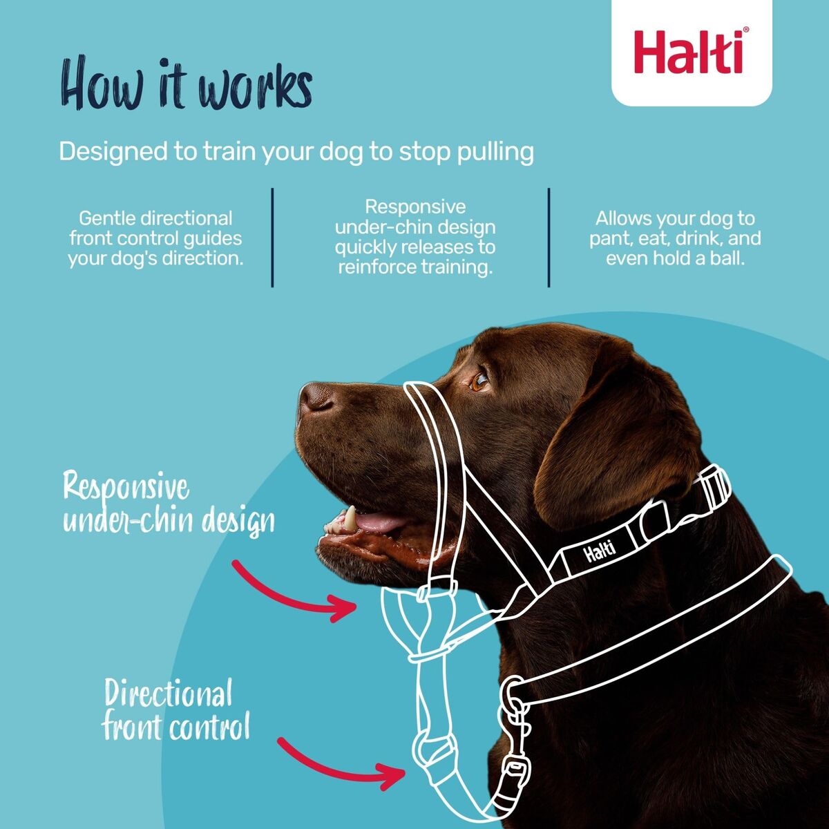 Dog Harness Company of Animals Blue 2