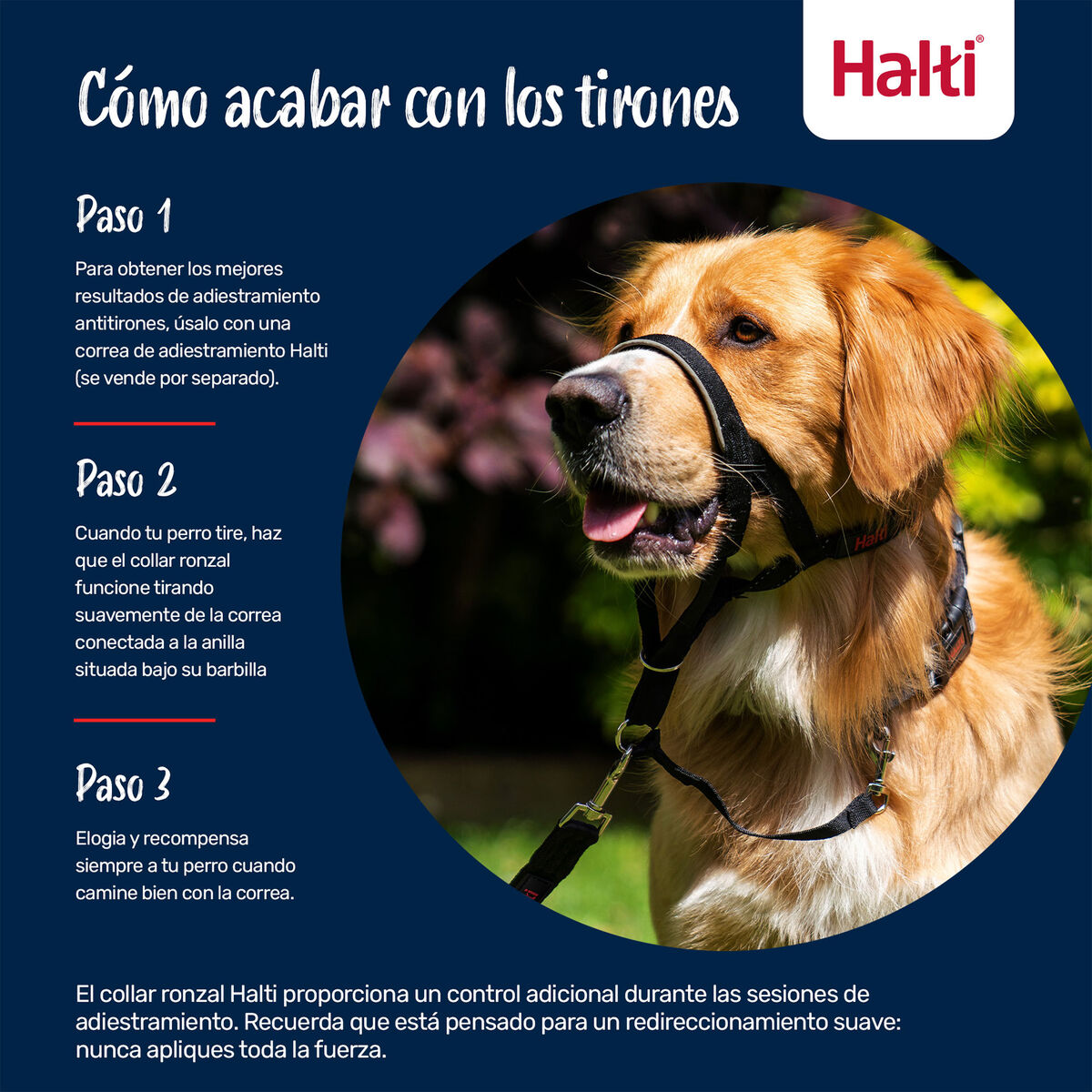 Dog Harness Company of Animals Blue 2