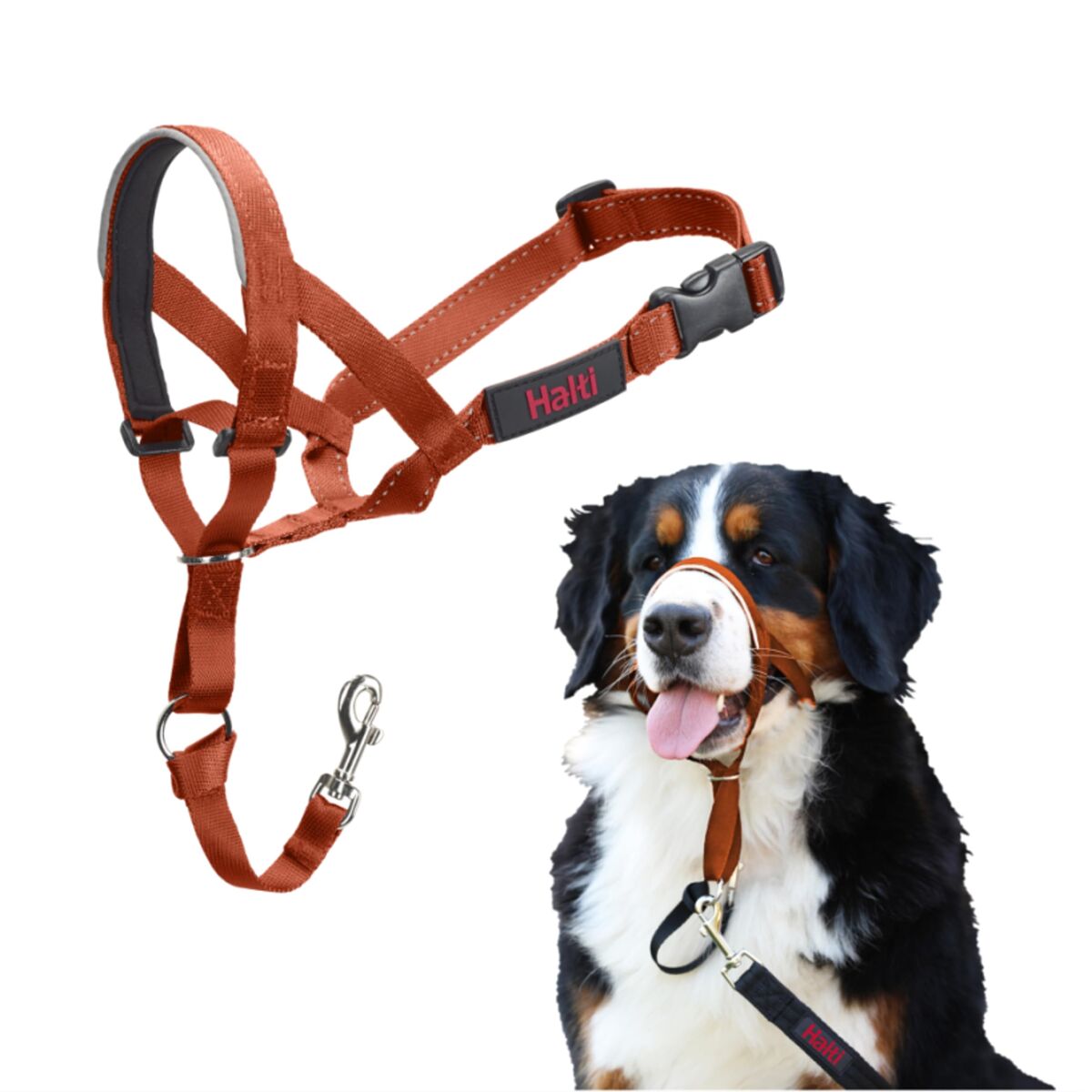 Muzzle Company of Animals BURNT Orange 4 Muzzle Company of Animals BURNT Orange 4