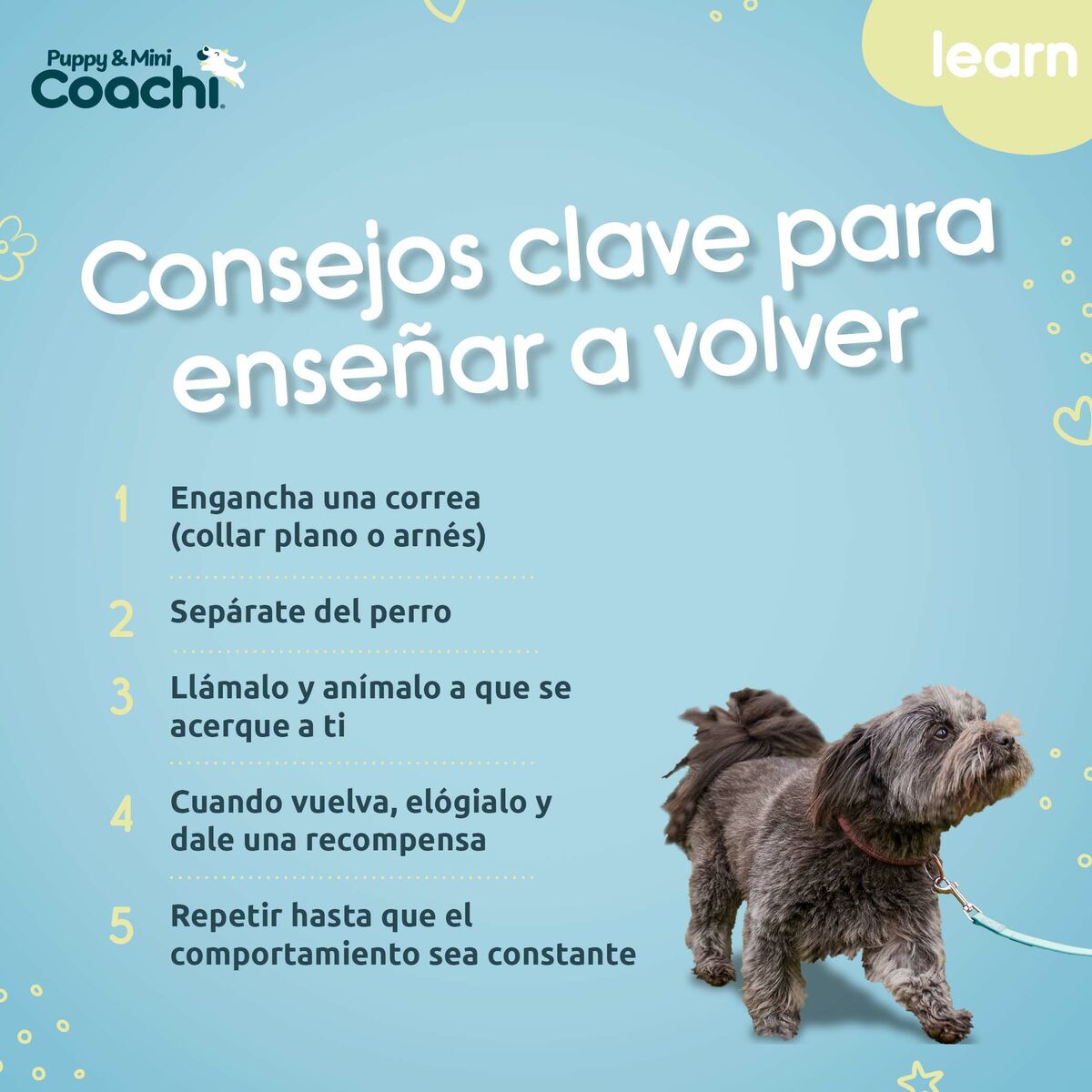 Dog Harness Coachi