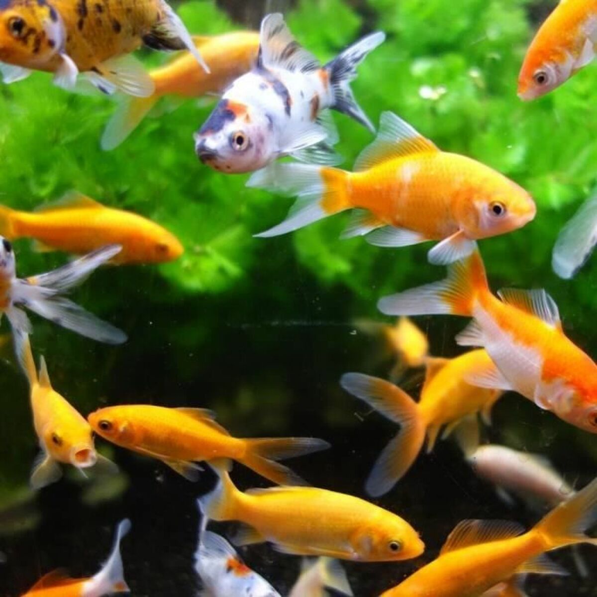 Magnetic Window Cleaner Aim