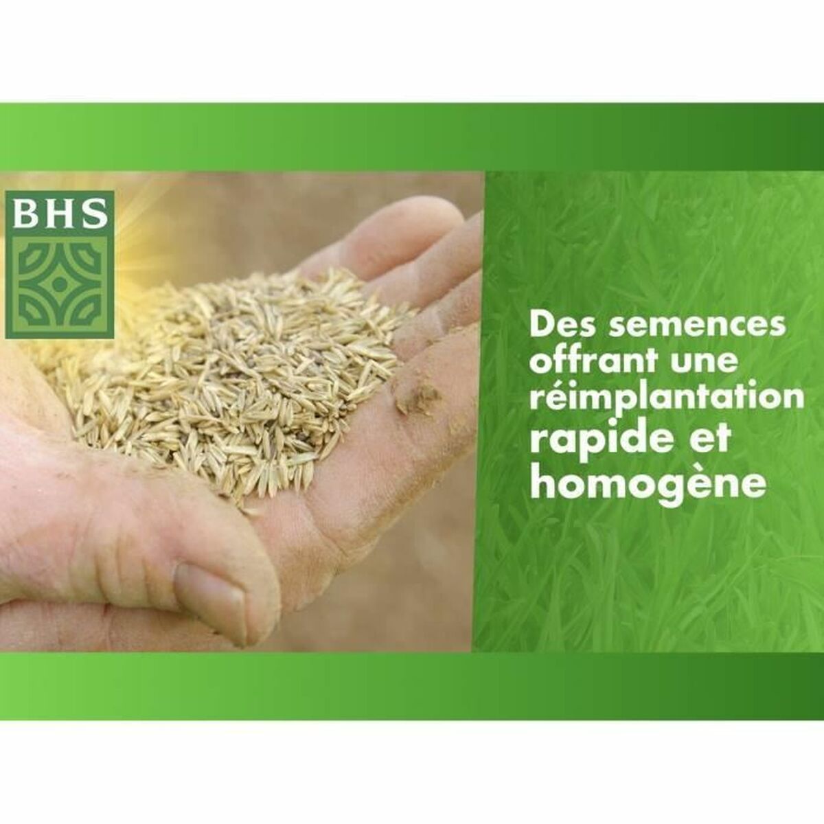 Seeds BHS 3 Kg