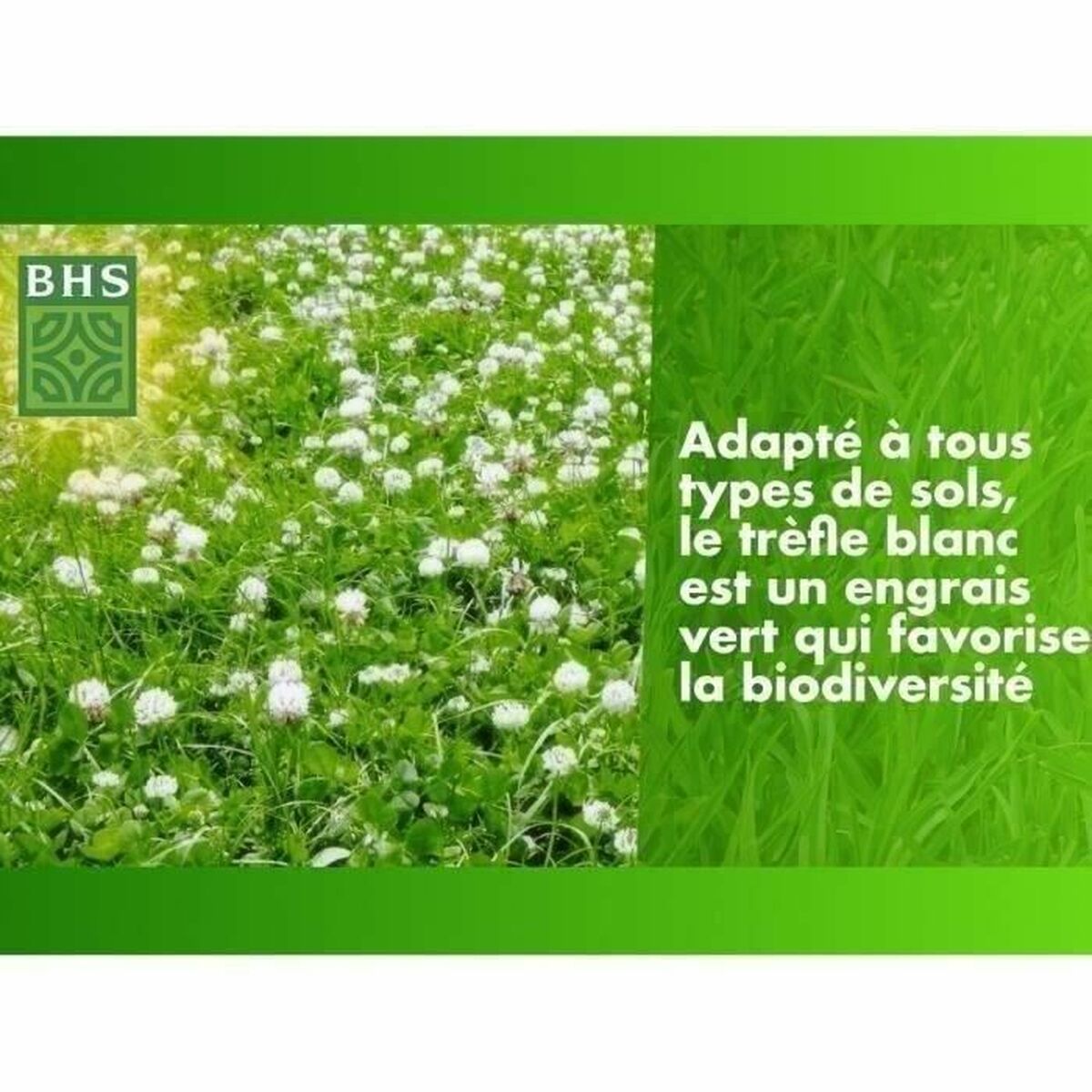 Seeds BHS Trfle Blanc 500 g