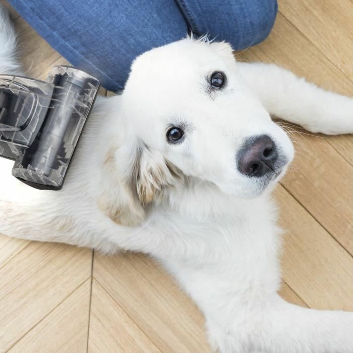 vacuum cleaner Hkoenig Black