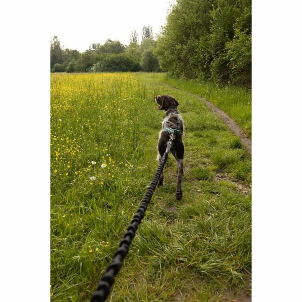 Dog Lead Black XL