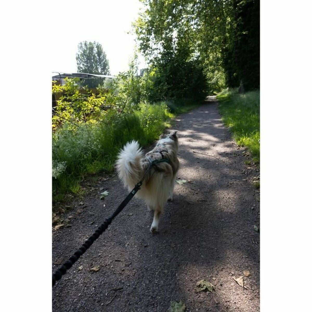 Dog Lead Black XL