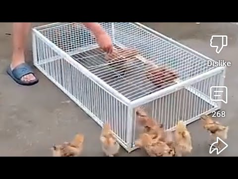 Breast Milk Feeding Breast Milk Feeding