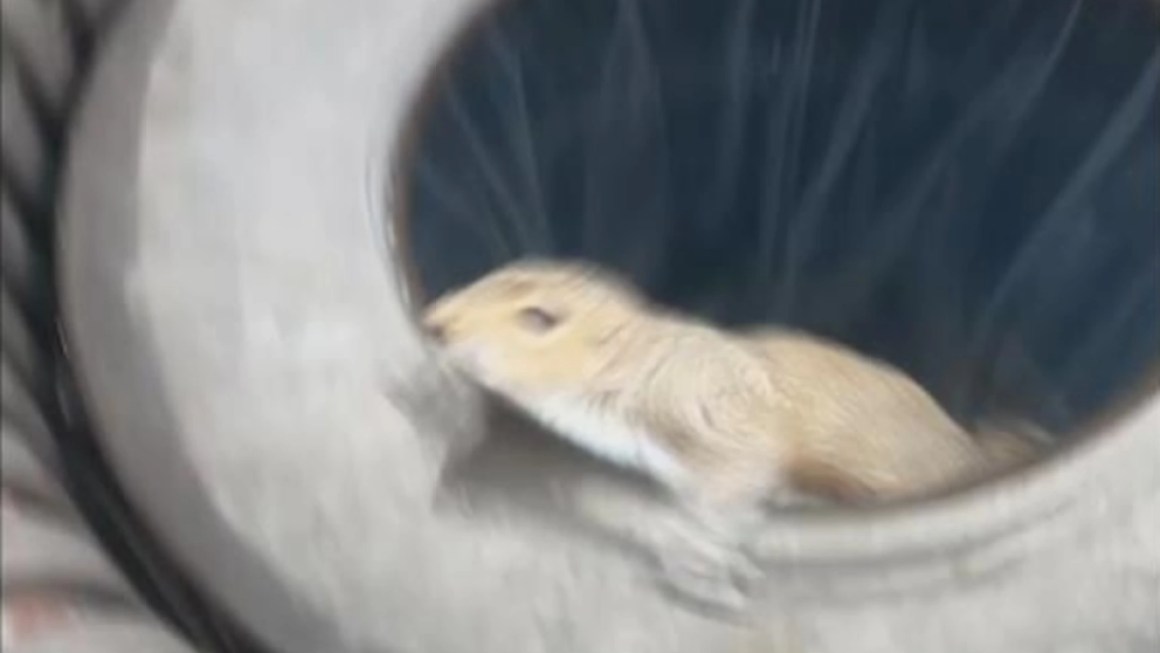 Video Squirrel surprises North Carolina man Video Squirrel surprises North Carolina man