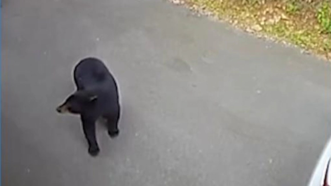 Video Animals react as earthquake rattles Tennessee Video Animals react as earthquake rattles Tennessee