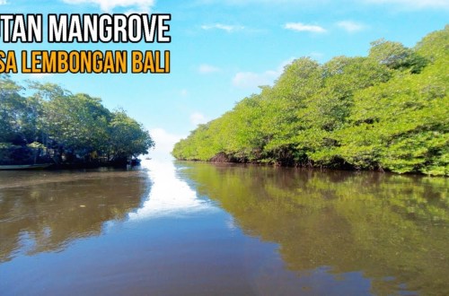 Hutan Bakau Nusa Lembo: Keajaiban Alam Pulau Bali yang Tersembunyi Hutan Bakau Nusa Lembo: Keajaiban Alam Pulau Bali yang Tersembunyi