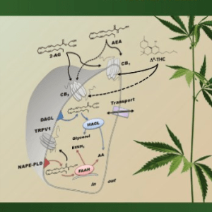 Di Marzo-Cannabinoids (UK IMPORT) BOOKH NEW Di Marzo-Cannabinoids (UK IMPORT) BOOKH NEW