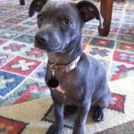 Nomes do Pico • furbo.org Nomes do Pico • furbo.org