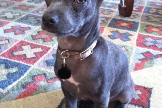 Nomes do Pico • furbo.org Nomes do Pico • furbo.org