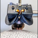 Cientistas construíram pequenos óculos de VR para ratos Cientistas construíram pequenos óculos de VR para ratos