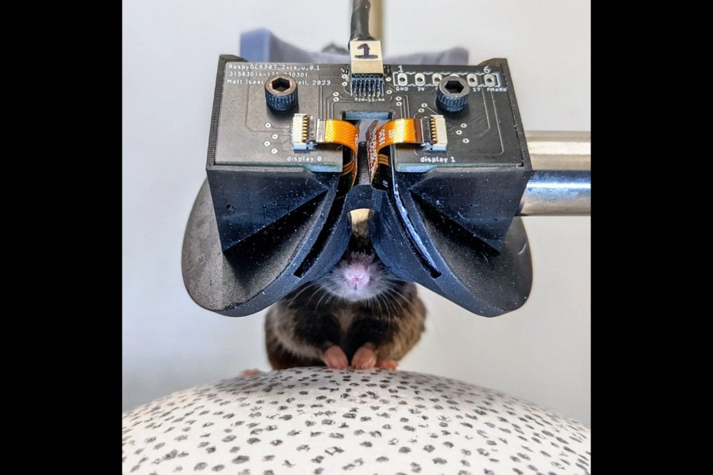Cientistas construíram pequenos óculos de VR para ratos Cientistas construíram pequenos óculos de VR para ratos