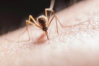 Como morder um mosquito de volta Como morder um mosquito de volta