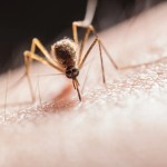 Como morder um mosquito de volta Como morder um mosquito de volta