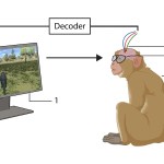 Macacos navegam em mundos virtuais usando apenas o pensamento no novo estudo do BCI Macacos navegam em mundos virtuais usando apenas o pensamento no novo estudo do BCI