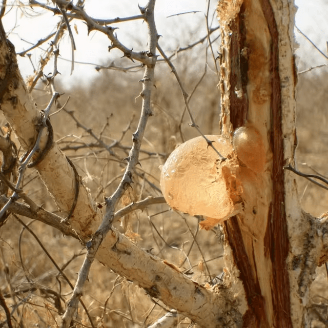 The Rise of Organic Gum: A Natural Chewing Alternative The Rise of Organic Gum: A Natural Chewing Alternative