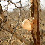 The Rise of Organic Gum: A Natural Chewing Alternative The Rise of Organic Gum: A Natural Chewing Alternative