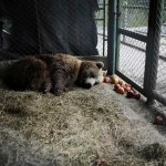 Years after Argentina shut a infamous zoo, the stranded animals are lastly being rescued Years after Argentina shut a infamous zoo, the stranded animals are lastly being rescued