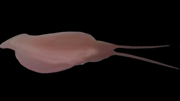 Гринландын эрэгт нууцлаг эртний тэнгисийн араатнуудын чулуужсан олдвор илэрлээ Гринландын эрэгт нууцлаг эртний тэнгисийн араатнуудын чулуужсан олдвор илэрлээ